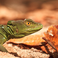 Green basilisk