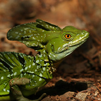 Green basilisk