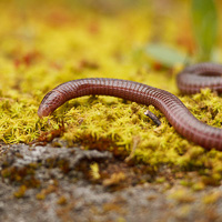 Iberian worm lizard