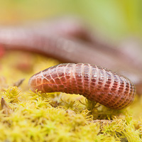 Iberian worm lizard