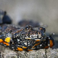 Fire-bellied toad