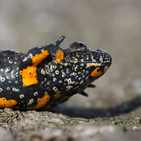 Fire-bellied toad