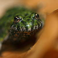 Fire-bellied toad