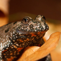 Fire-bellied toad