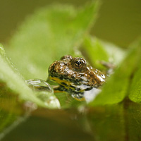 Yellow-bellied toad