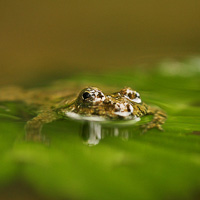 Yellow-bellied toad