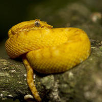 Eyelash Viper