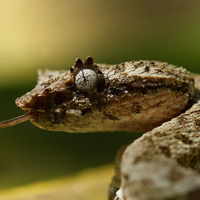 Eyelash Viper