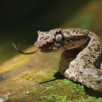 Eyelash Viper