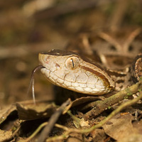 Fer-de-lance