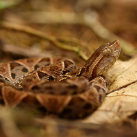 Fer-de-lance