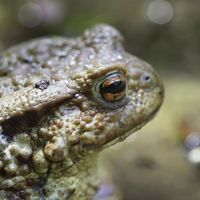 European toad