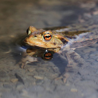 European toad