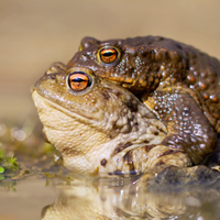 European toad