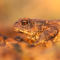 European toad