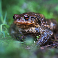 European toad