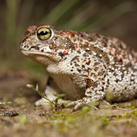 Natterjack toad