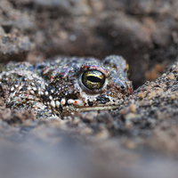 Natterjack toad