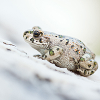 Green Toad