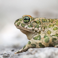 Green Toad