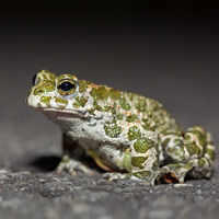 Green Toad