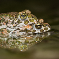 Green Toad