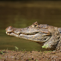 Spectacled Caiman