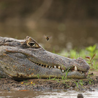 Spectacled Caiman