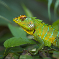 Green forest lizard