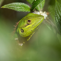 Green forest lizard