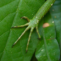 Green forest lizard