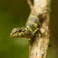 Oriental garden lizard