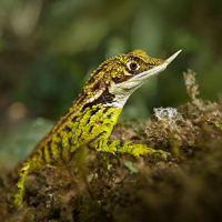 Rhino-horned lizard