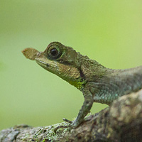 Leaf-nosed lizard