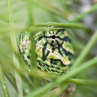 Mediterranean Chameleon