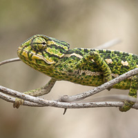 Mediterranean Chameleon