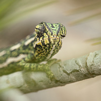 Mediterranean Chameleon