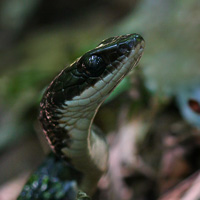 Striped littersnake