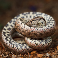 Southern Smooth Snake