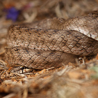 Southern Smooth Snake