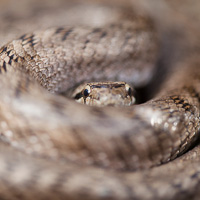 Southern Smooth Snake