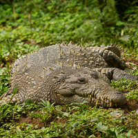 American crocodile