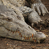 American crocodile