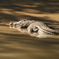 Estuarine Crocodile