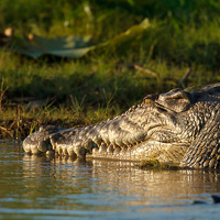 Estuarine Crocodile