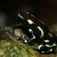 Green and black poison dart frog