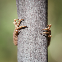 Diporiphora lizard