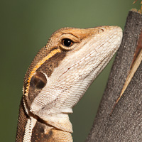 Diporiphora lizard