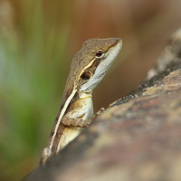 Diporiphora lizard