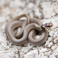 Ring-headed dwarf snake